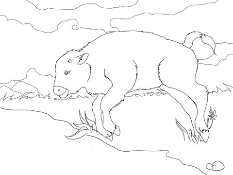 Baby Bison Coloring Page